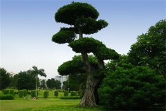 八字五行缺木怎么办