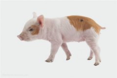 猪年犯太岁怎么办？