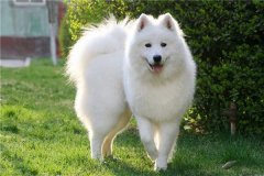 狗年犯太岁怎么办？