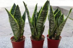 办公室植被摆放