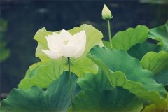 2018属狗的几月出生最好