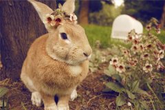 1987年属什么，有什么样的命运？