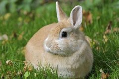 今年属兔的财运和运气如何