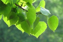 生肖属什么的白羊座最有福气呢？