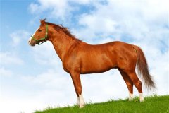 属马的人2012年运程