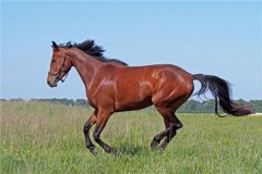 属马的人2013年运程