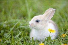 属兔的人2013年运程