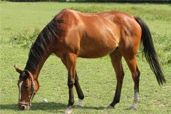 属马的人2017年运程