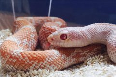 属蛇的人2017年运程