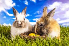 属兔的人2017年运程