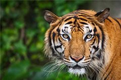 属虎的人2017年运程