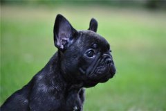 属狗的人2015年运程