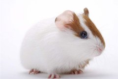 属鼠的人2017年运程