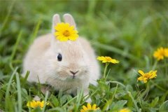 1963年属兔的人2019年运程