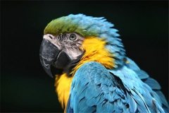 梦见会说话的动物