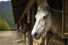 梦见马厩、马棚