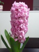 摩羯座女生在办公室里是什么女人花？