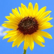 狮子座女生在办公室里是什么女人花？