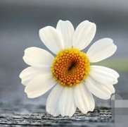 No zuo no die,追求处女座女生的错误方式