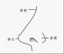 面相学鼻子图解，鼻子面相算命图解
