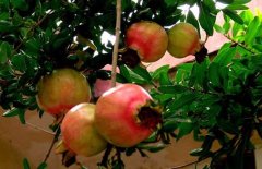 1981年出生是什么命？【石榴木命】