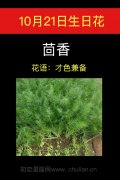 10月21日生日花：茴香