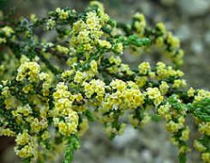 1月8日生日花：黄百里