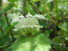 1月19日生日花：白色野荨麻花