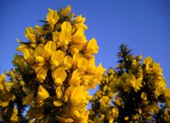 1月10日生日花：荆豆花
