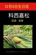 12月9日生日花：科西嘉松