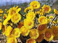 1月26日生日花：款冬