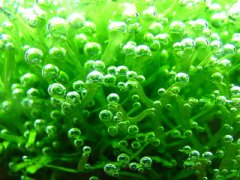 1月27日生日花：地苔