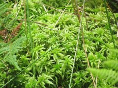 2月3日生日花：泥炭藓