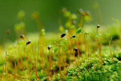 2月8日生日花：土马鬃