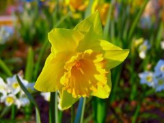 2月9日生日花：黄水仙