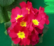 2月11日生日花：红樱草