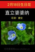 2月18日生日花：直立婆婆纳