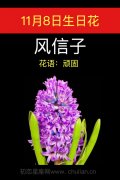 11月8日生日花：风信子