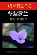 11月15日生日花：冬紫罗兰