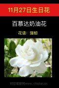 11月27日生日花：百慕达奶油花