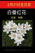 2月21日生日花：白番红花