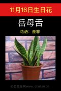 11月16日生日花：岳母舌