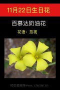 11月22日生日花：百慕达奶油花