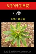 6月9日生日花：小檗