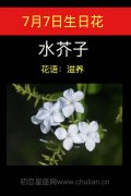 7月7日生日花：水芥子