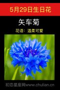 5月29日生日花：矢车菊