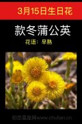3月15日生日花：款冬蒲公英