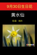 9月30日生日花：黄水仙