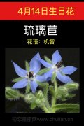 4月14日生日花：琉璃苣