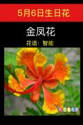 5月6日生日花：金凤花